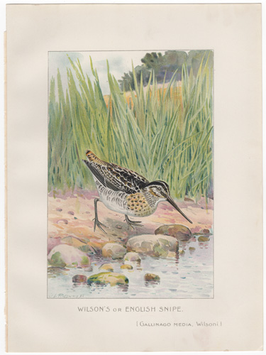 Denton fish lithograph from 1898